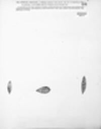 Asteroma circinans image